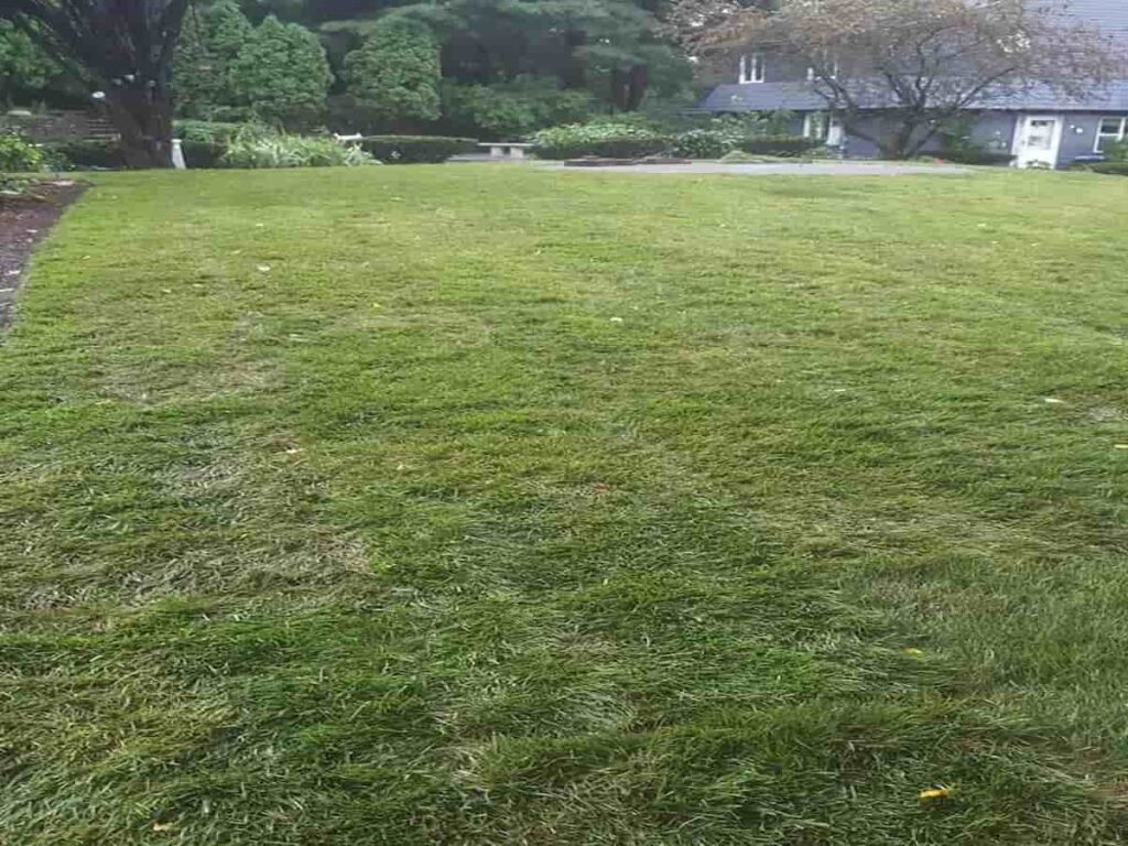 Sod Installation Services