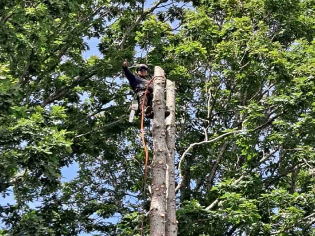 Tree Pruning