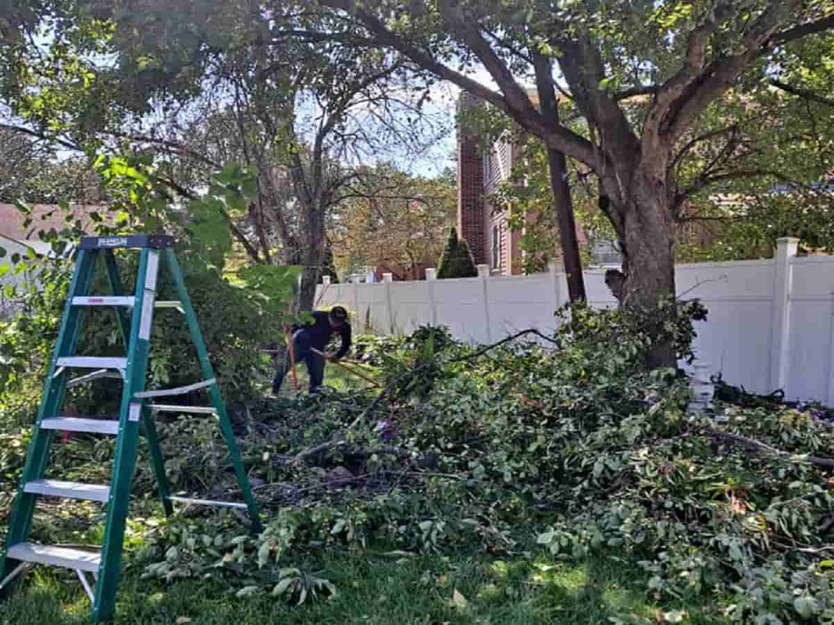 Tree Pruning Services - EBL Landscape & Construction