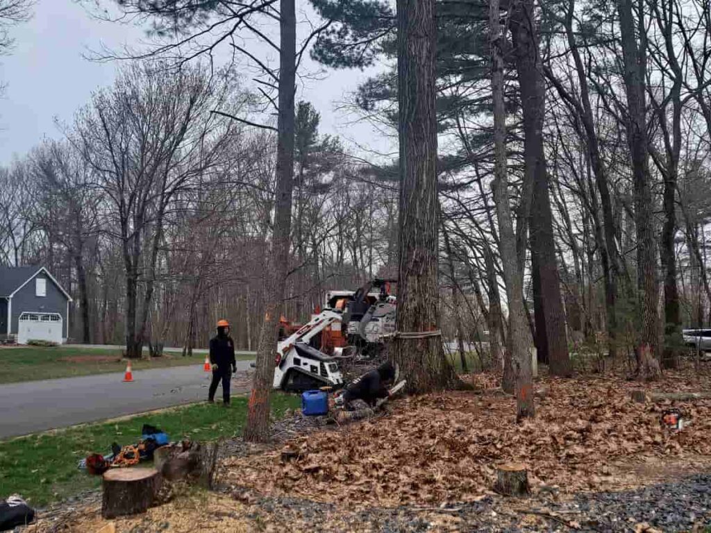 Tree Removal