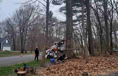 Tree Removal