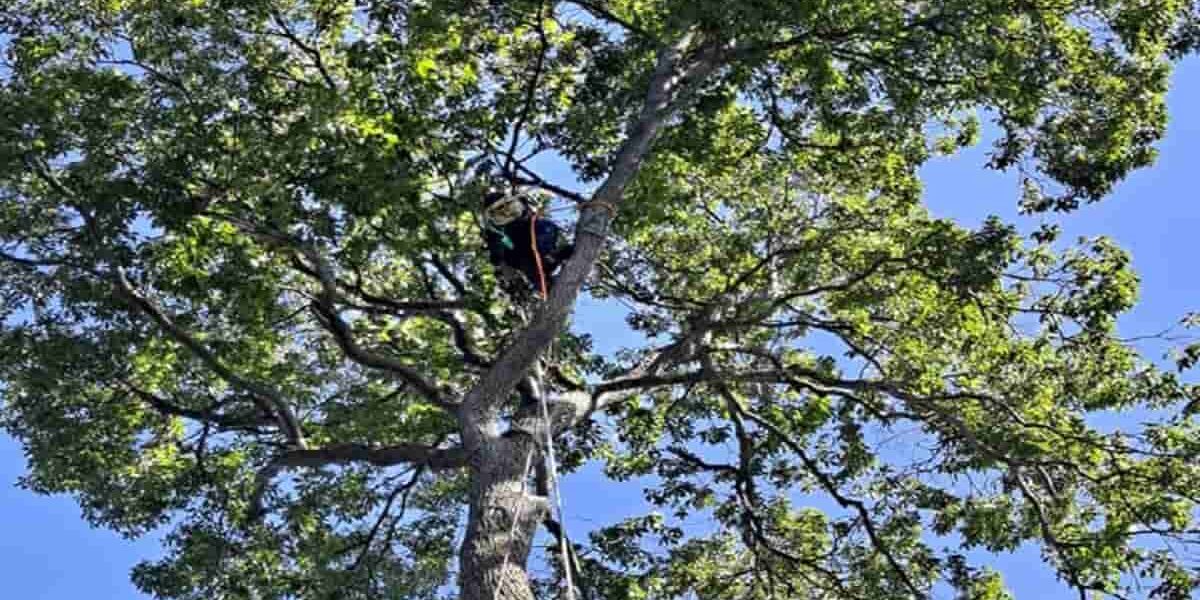 Tree Trimming