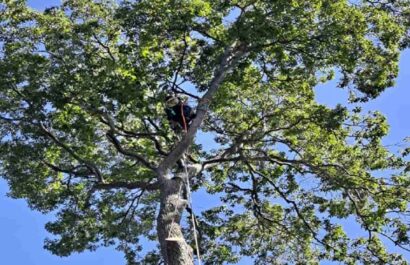 Tree Trimming